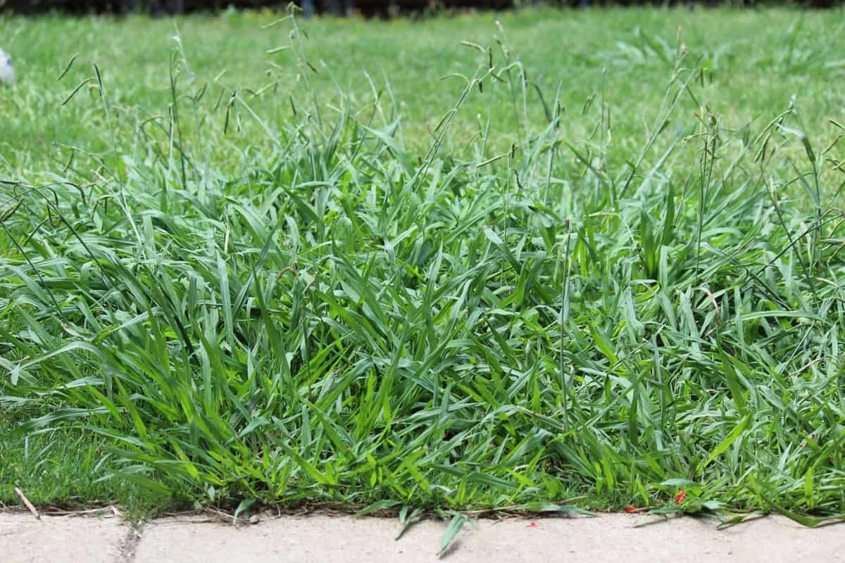 photo of an overgrown-weeds-backyard-crab-grass-weed