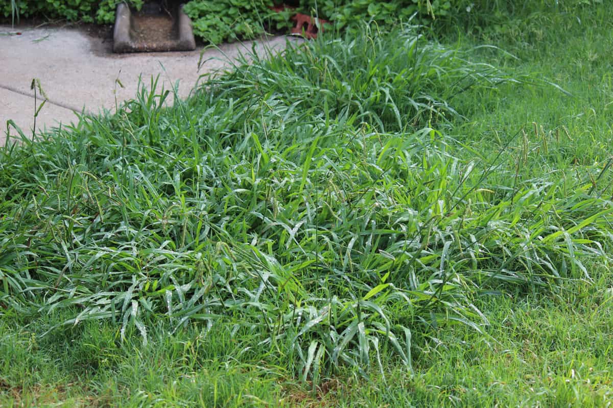 photo of an overgrown-weeds-backyard-crab-grass-weeds