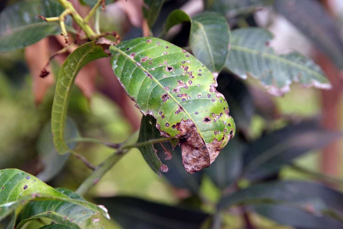 plant disease, leaf anthracnose from fungi, mango key pest