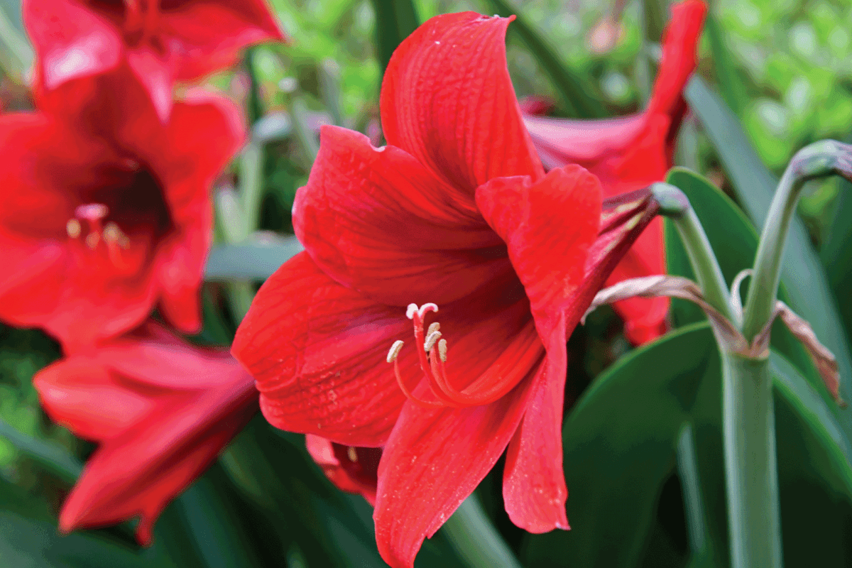 red flower of amaryllis in full bloom, close up photo