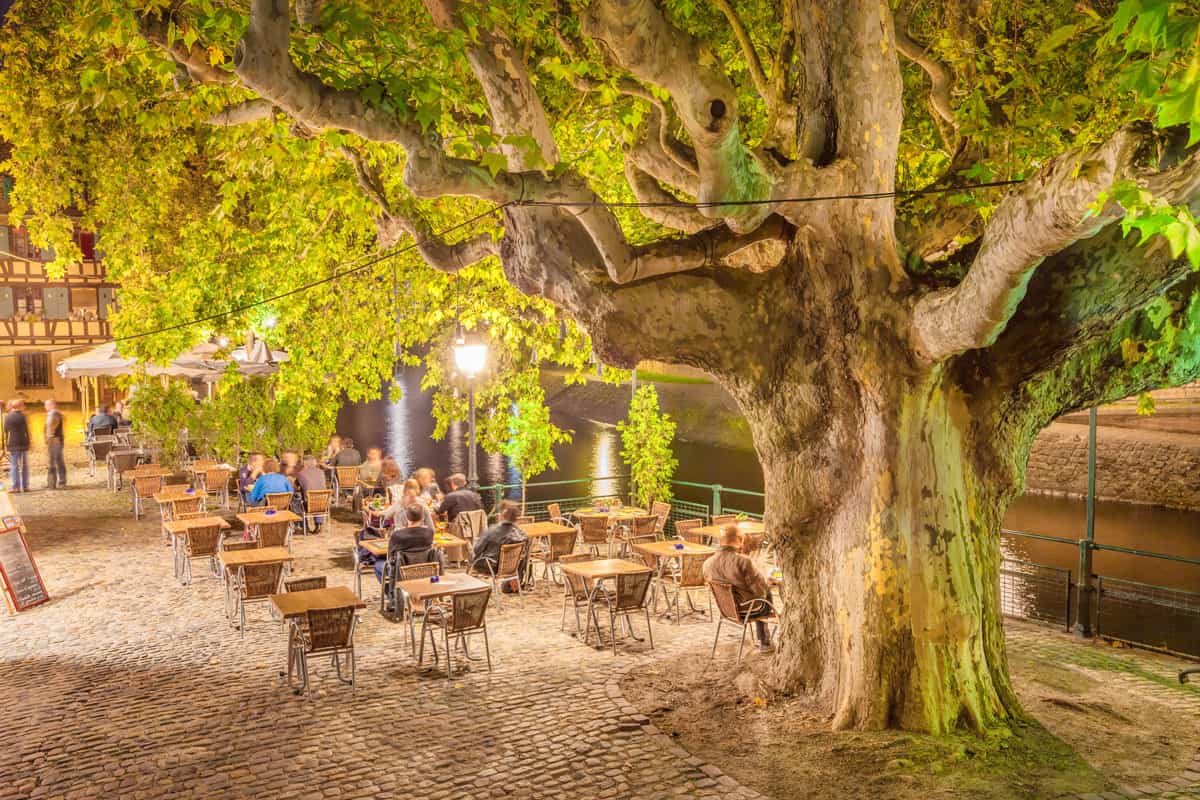 trasbourg France Outdoors Restaurant with a big sycamore tree in above it