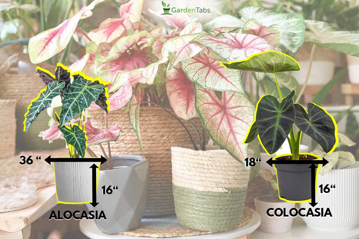 Colorful exotic Caladium plants in flower pots inside urban jungle living room, What Size Pot For Elephant Ear Bulbs [And How Many Bulbs Per Pot]