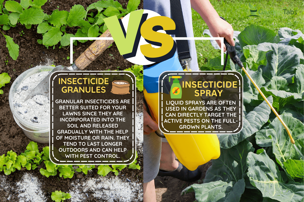 woman farmer in the garden cultivates and spray vegetables from diseases and insects of parasites. - Insecticide Granules Vs. Spray - Which Is Best For Your Lawn & Garden?