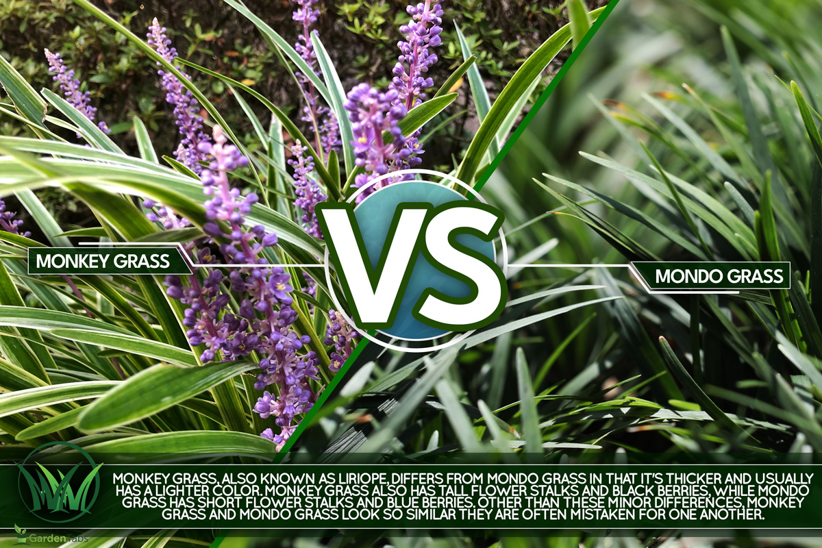 Big blue lilyturf or monkey grass in Outdoor garden, Monkey Grass Vs Mondo Grass: Similarities And Differences