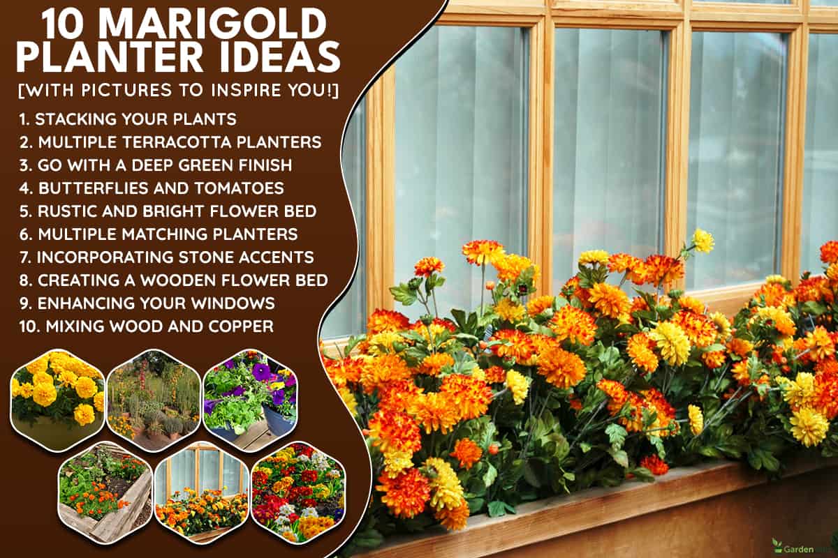Orange and yellow marigolds in the window, 10 Marigold Planter Ideas [With Pictures To Inspire You!]