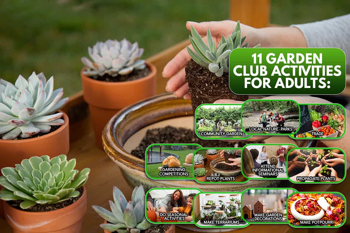 Decorating clay pots with succulent plants, 11 Ideas For Garden Club Activities For Adults