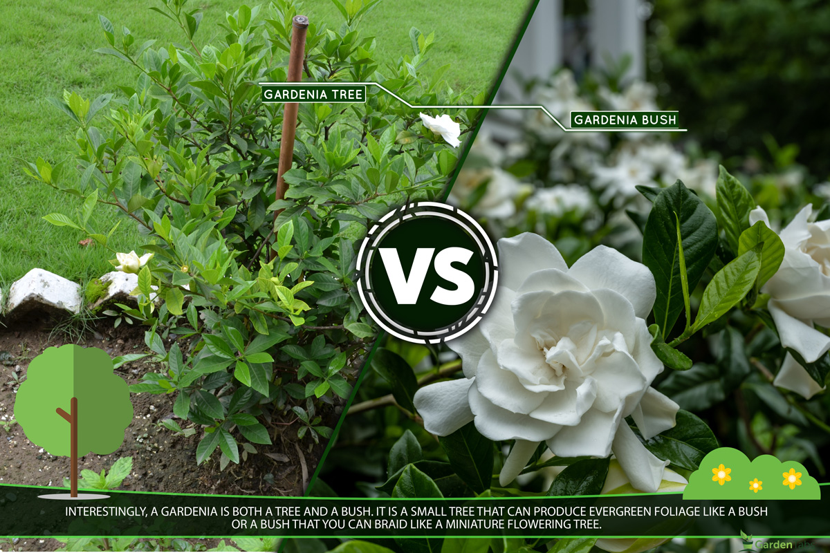 a collage of Gardenia plant and a gardenia tree growing in a house garden with shiny,leathery and dark green leaves.They are irresistible heat- loving evergreen shrubs or trees. Beloved for their intoxicating fragrance, waxy flowers., Gardenia Tree Vs. Bush: What Is The Difference?