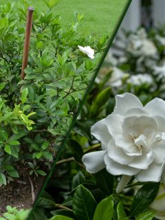 a collage of Gardenia plant and a gardenia tree growing in a house garden with shiny,leathery and dark green leaves.They are irresistible heat- loving evergreen shrubs or trees. Beloved for their intoxicating fragrance, waxy flowers.