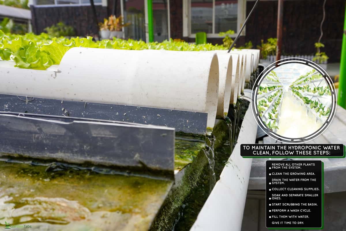 Water flows out of the hydroponic pipe into the reservoir. Hydroponic plumbing system, How To Keep Hydroponic Water Clean [Step By Step Guide]