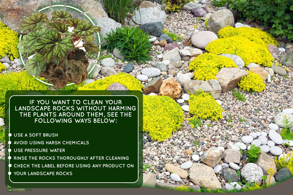 How to Clean Landscape Rocks Without Killing Plants? 