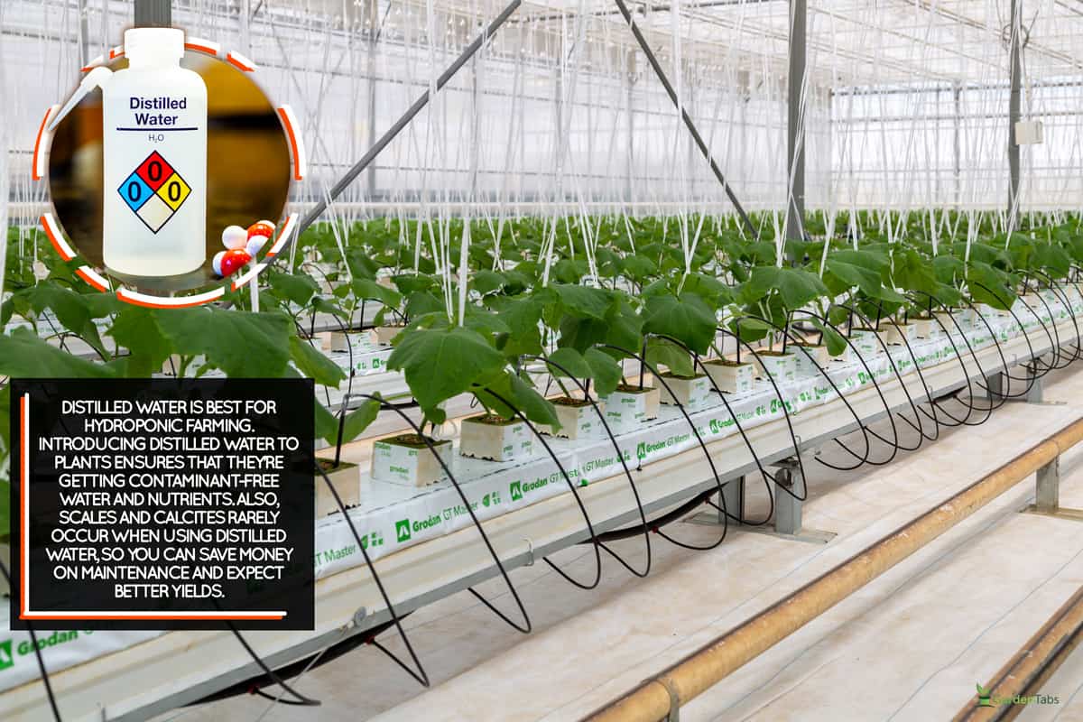 Cucumbers grown in a modern hydroponic greenhouse on a rock wool substrate, Should I Use Distilled Water For Hydroponics? [Here's What You Need]