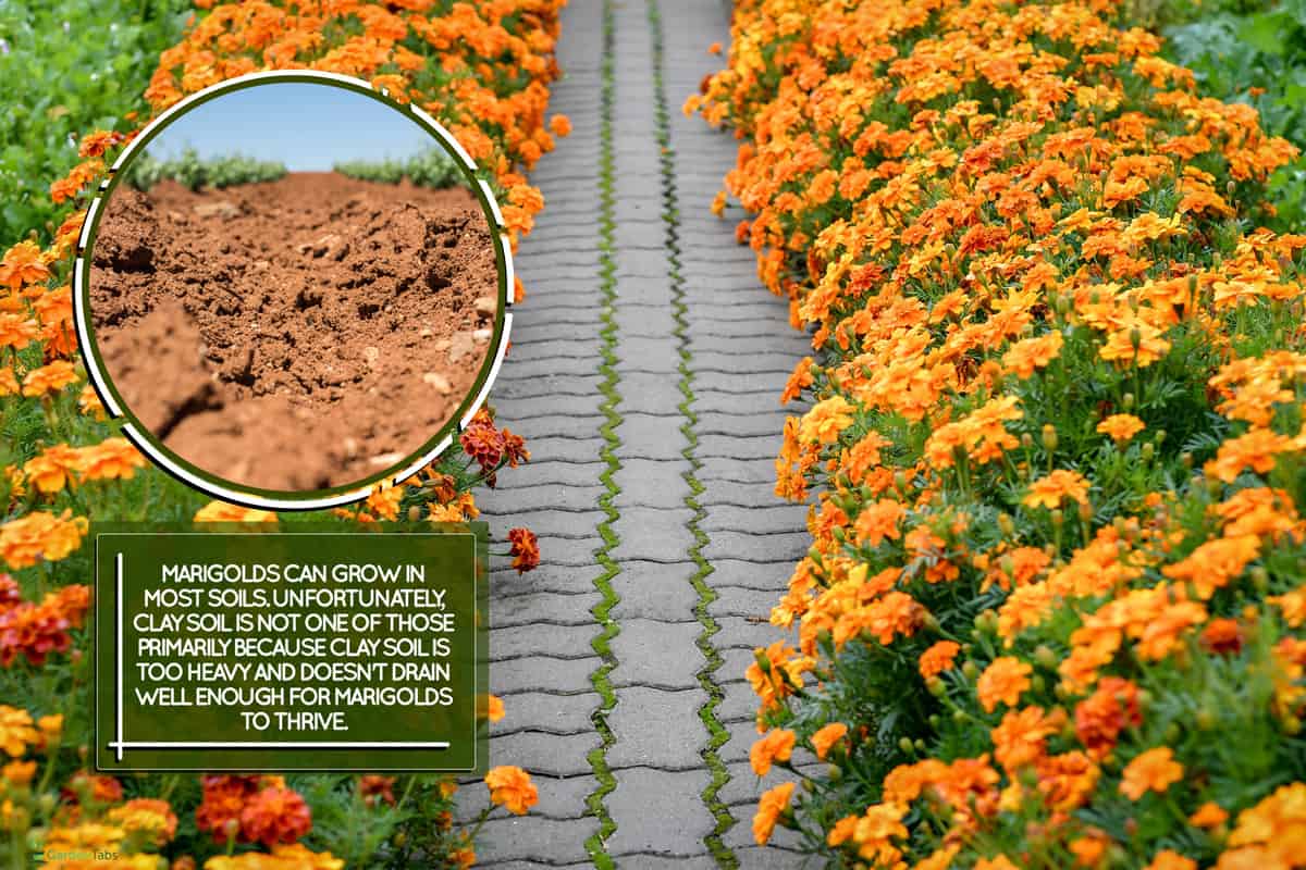 Marigold flowers growing along paved walkway. Selective focus., Will Marigolds Grow In Clay Soil?