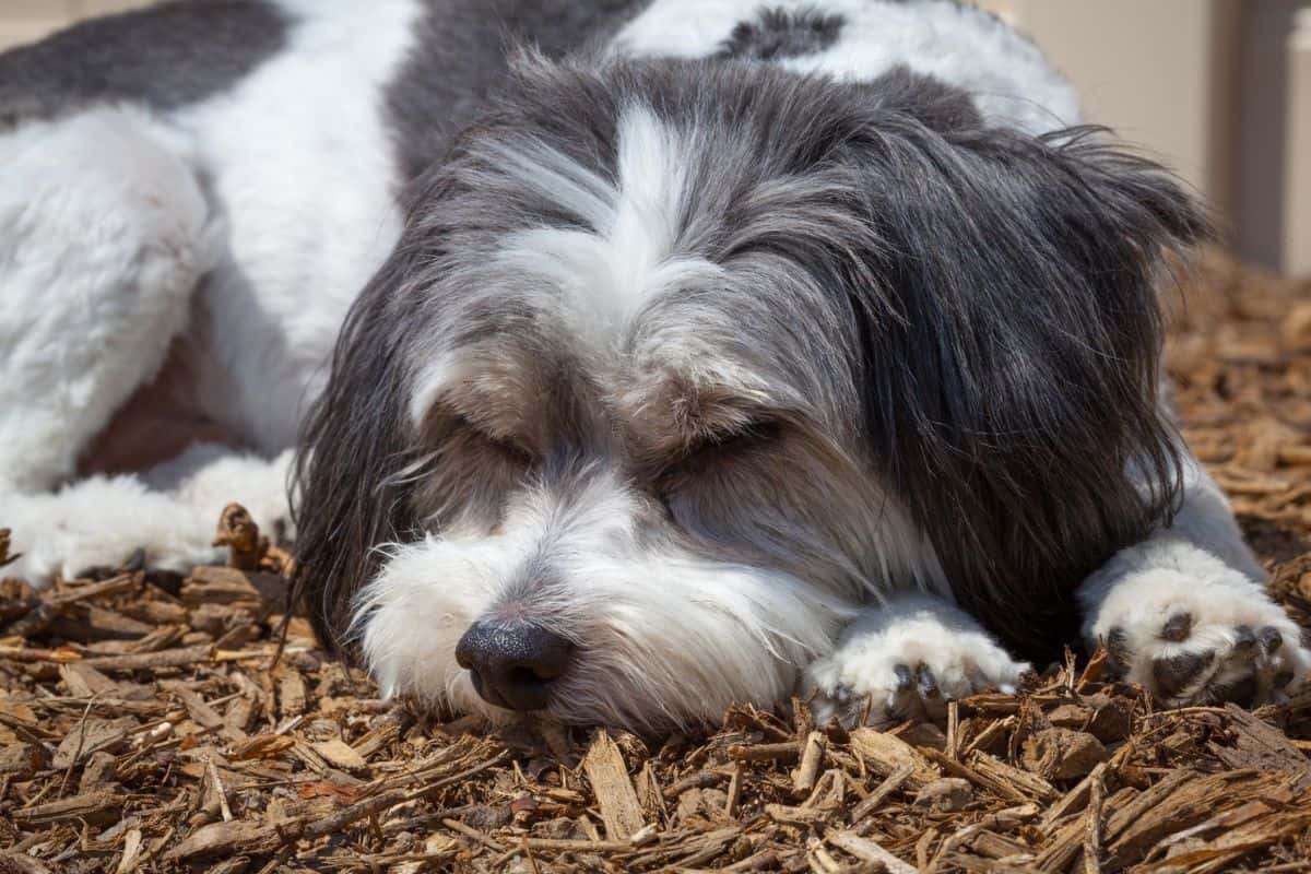 A Papillon/Maltese dog resting in mulch in the warm sun.