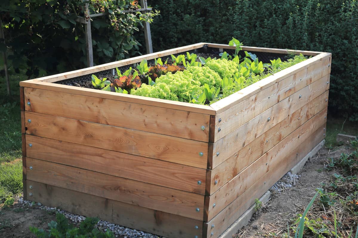 A Raised bed in a garden.