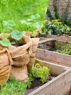A comparison between raised beds and grow bags, Grow Bags Vs Raised Beds: Which Is Better?