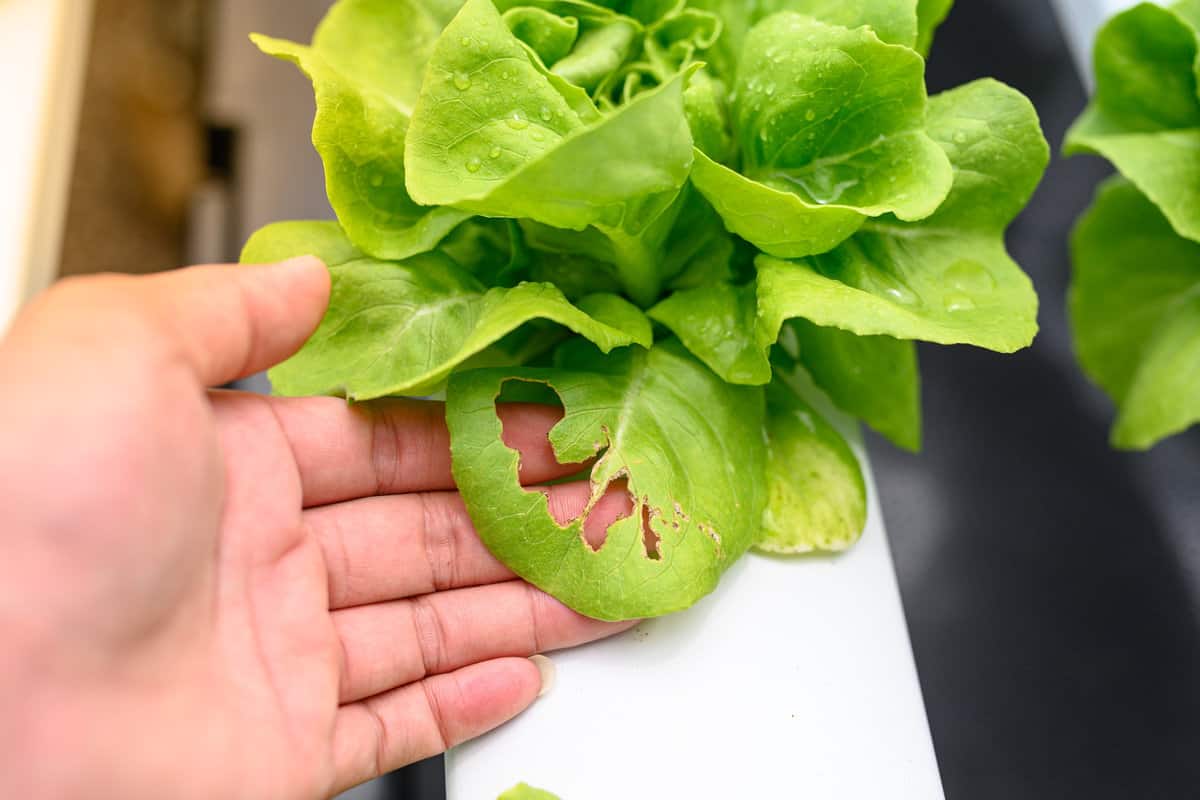 A farmer hand holds a Heirloom Butterhead Lettuce leaf to check plant disease in an organic hydroponic farm