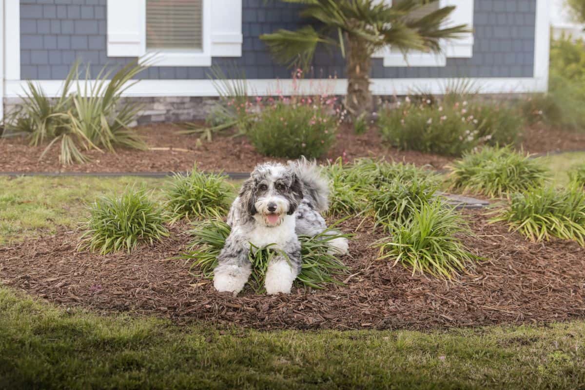A grey and white dog poses for shot in the front yard