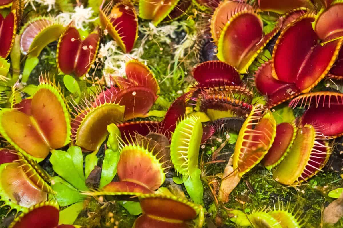 A grouping of several Venus Fly Traps awaiting unsuspecting insects.