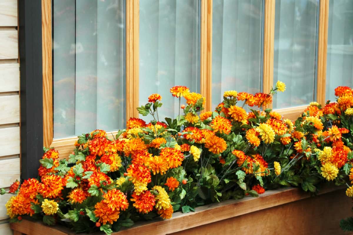 A long window-box of orange and yellow marigolds against the backgrop of a house window