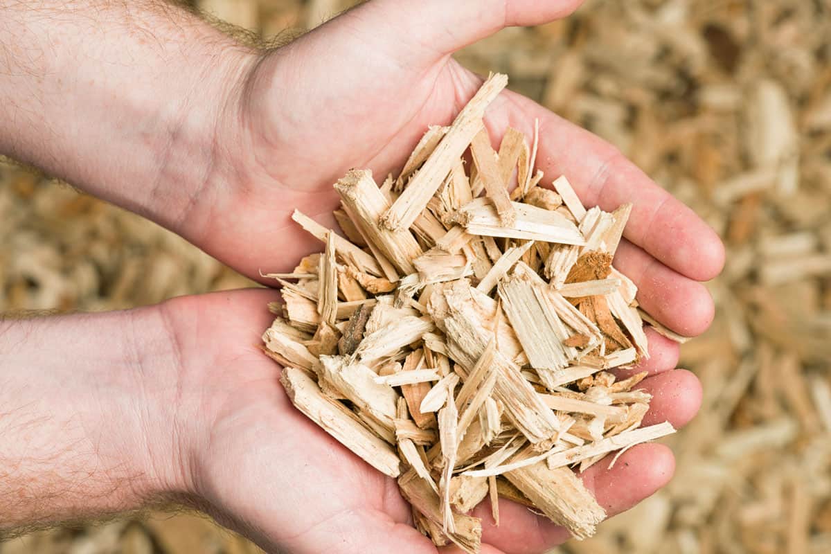 A man holding wood chips, prepared and ready for use as fuel for a biomass boiler