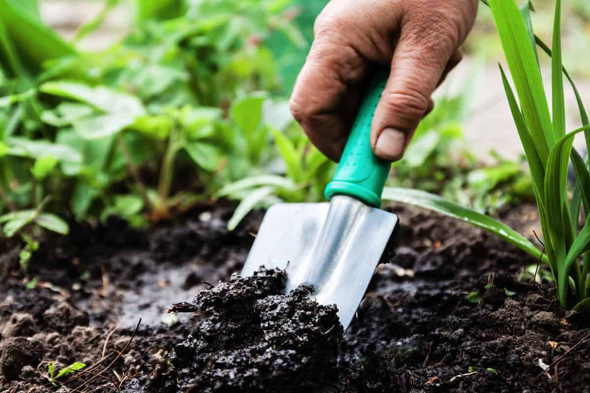 A woman's hand digs soil and soil with a shovel.