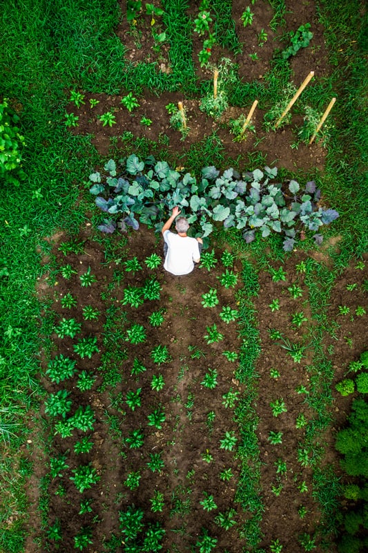 Aerial top down view of man working in vegetable garden