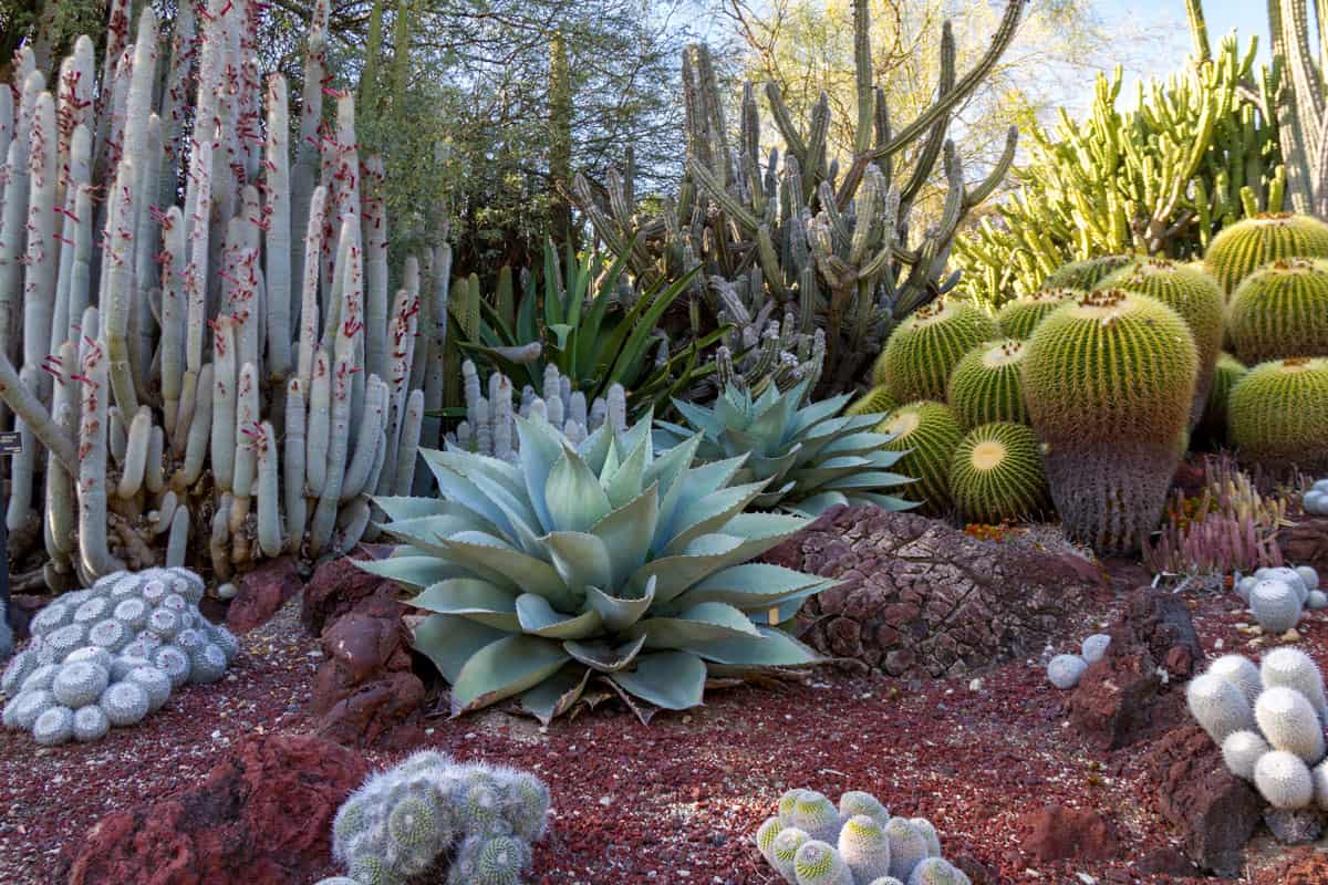 Amazing desert cactus garden with multiple types of cactus