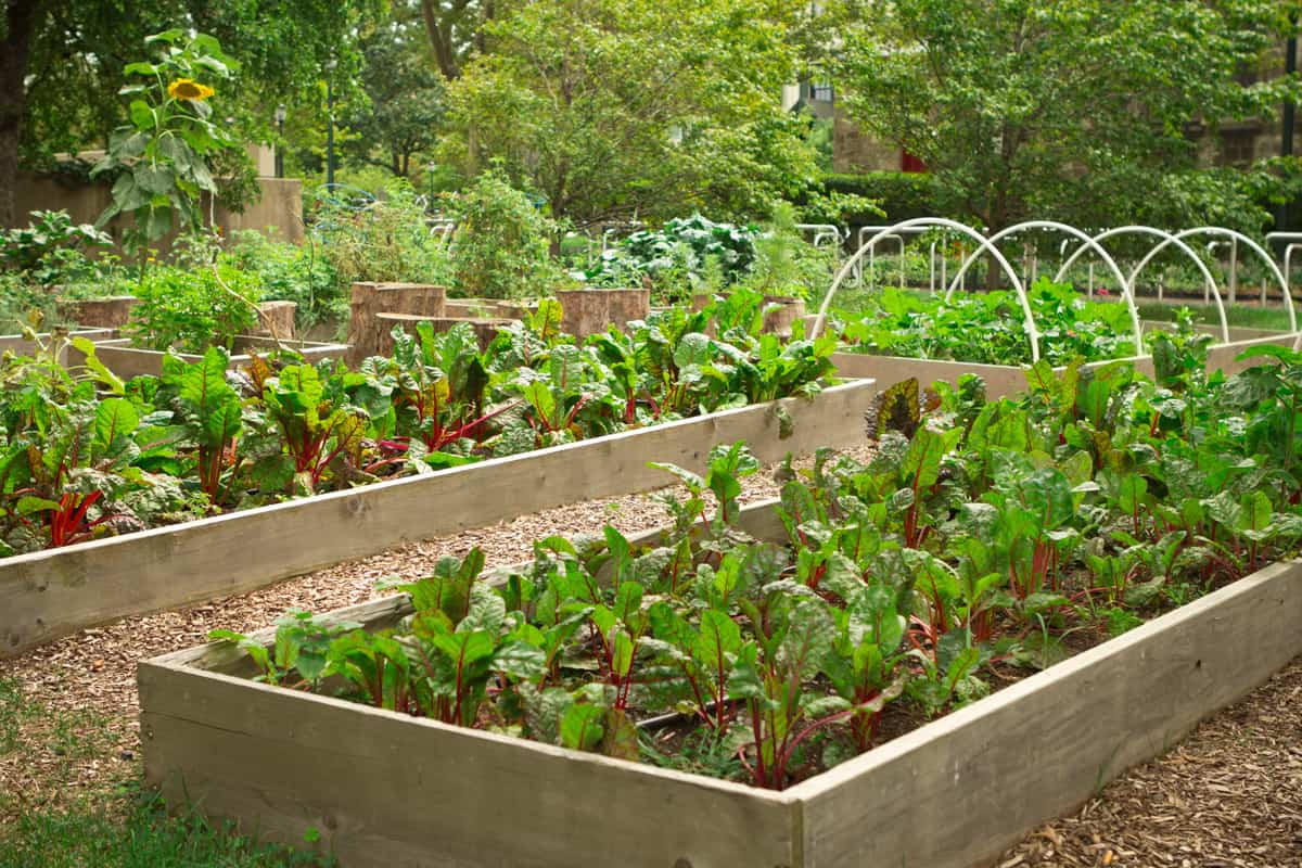 An urban community garden.