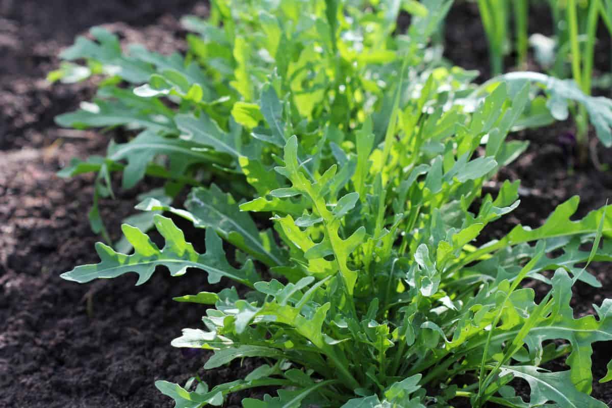 Arugula plant growing from soil in organic vegetable garden