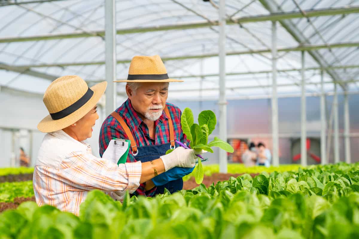 Asian senior couple farmer using digital tablet working in hydroponics system vegetable farm.