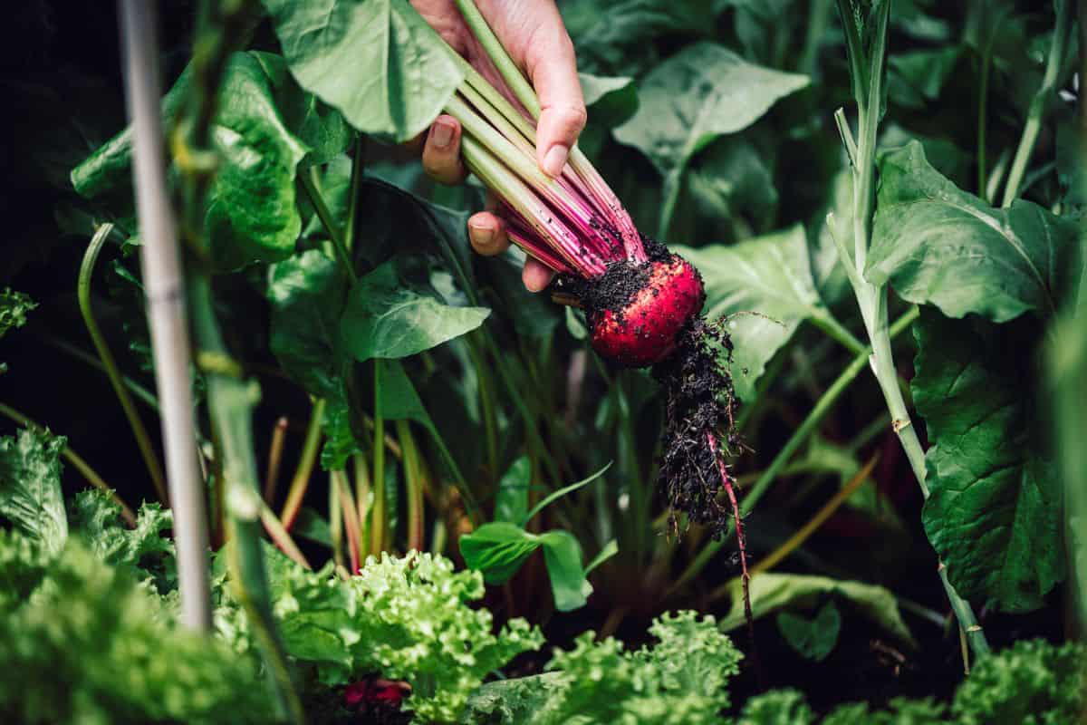 Close-up of a harvesting beetroot in garden