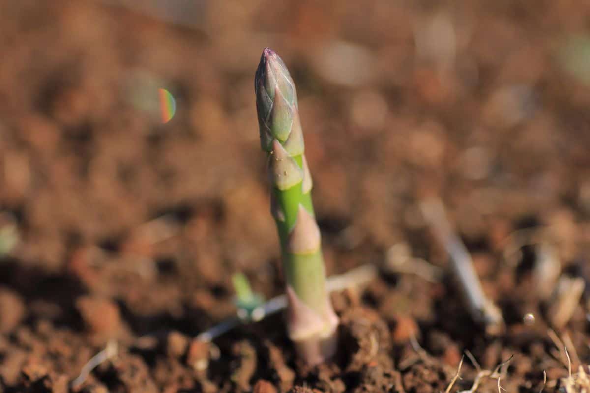Asparagus, or garden asparagus flowering perennial plant species