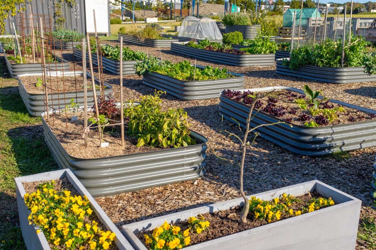 Australian urban community garden, raised beds growing vegetables for sustainable living