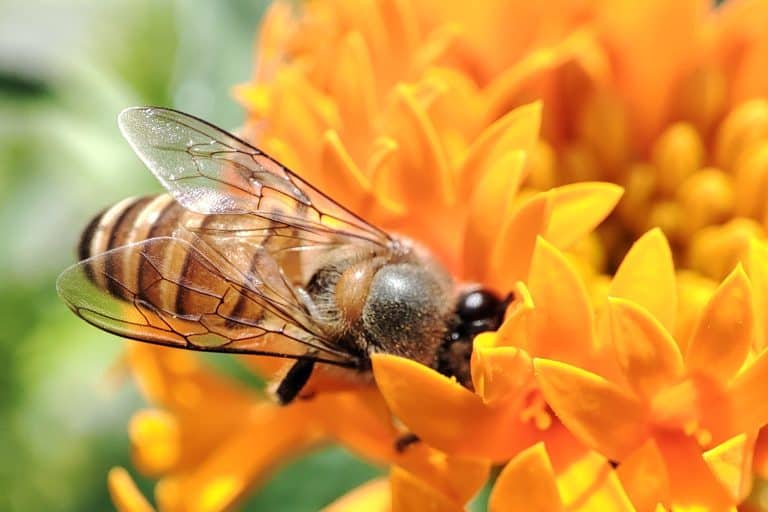 bee on a orange flower on a marigold plant. Bee picking pollen from marigold flower.Bee on marigold blossom.Honeybee collecting pollen at a flower blossom