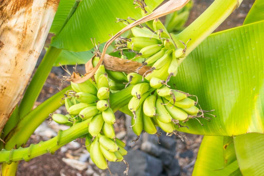 Blue Java banana is a hardy, cold tolerant banana cultivar known for its sweet aromatic fruit which is said to have an ice cream like consistency and flavor reminiscent of vanilla.