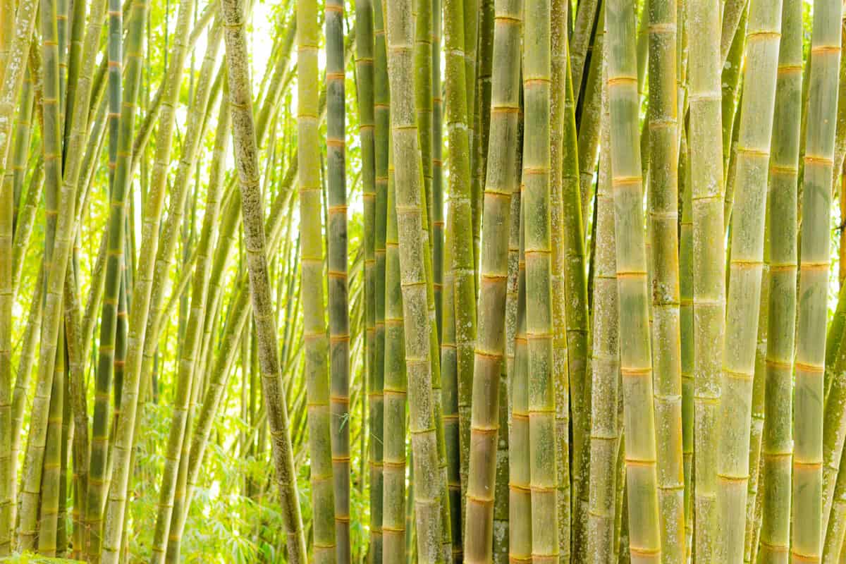 Bamboo forest, green bamboo grove in morning sunlight, Sulawesi, Indonesia