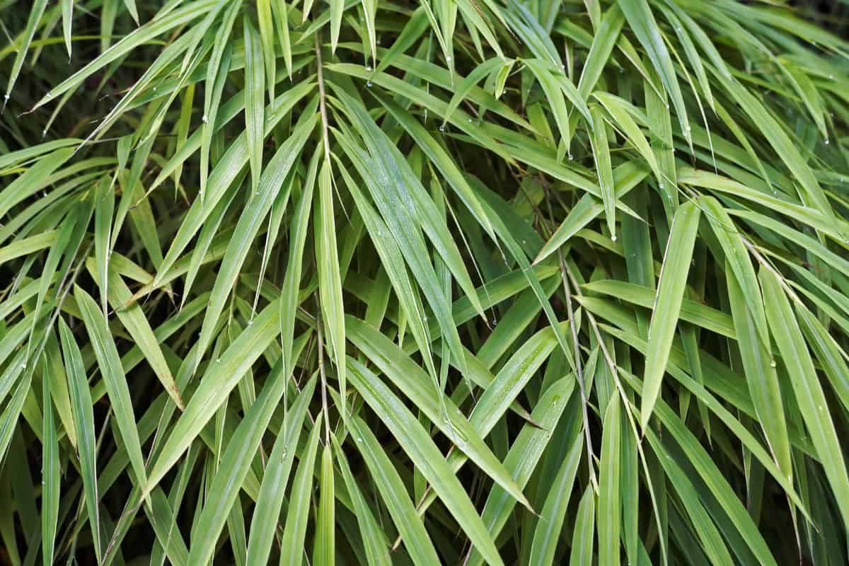 Bamboo leaves background (Bambusa gracilis)