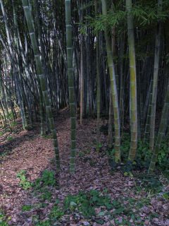 Bamboo plants inside the botanical garden of Rome, carpet of dead leaves. - How To Tell If My Bamboo Plant Is Dead