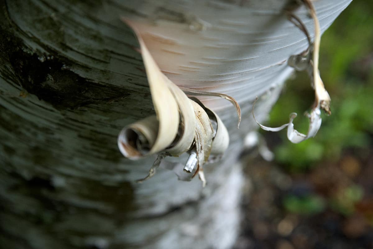 Bark peeling off of a paper birch tree