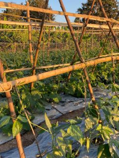 Beans tree in the garden, the Bush beans on the trellis. Beans vertical planting. Growing organic food. And the evening scenery. - Do Green Beans Need A Trellis?