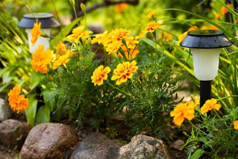 Beautiful Flowers Of Marigold (Tagetes Erecta) With Solar Garden Light In Flower Bed After Rain In Summer Close Up., My Solar Lights Are Not Working After Rain - Why? What To Do?