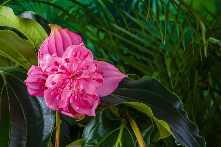 Beautiful Pink flower medinilla magnifica on green palm leaves, How Do You Prune & Propagate Medinilla? [Step By Step Guide]