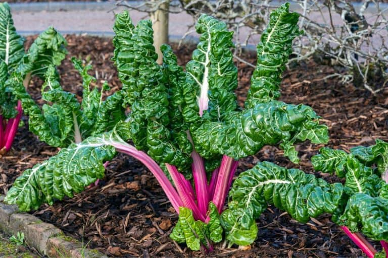 Beta Vulgaris subsp cicla var flavescens 'Rhubarb Chard' a vegetable salad food crop with health diet benefits,- Can You Grow Rhubarb From A Stalk?