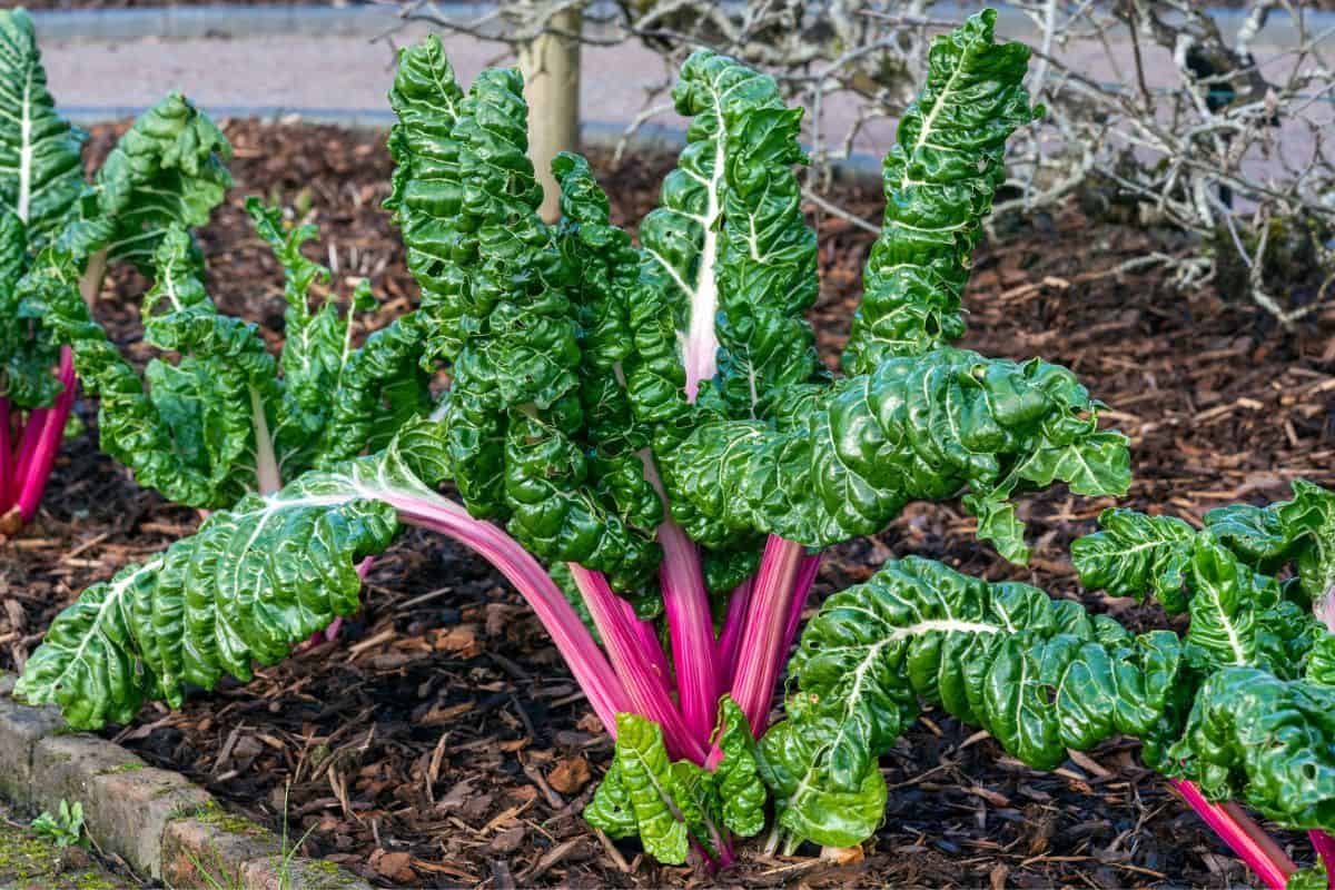 Beta Vulgaris subsp cicla var flavescens 'Rhubarb Chard' a vegetable salad food crop with health diet benefit.