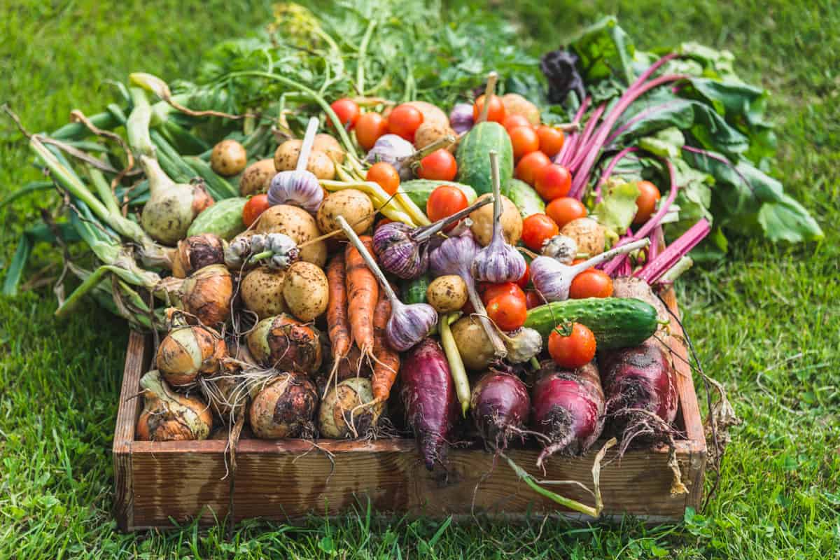 Bio vegetable box, freshly harvested vegetables in organic garden - local farming concept