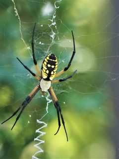 Black and yellow garden spider, When Do Garden Spider Eggs Hatch?