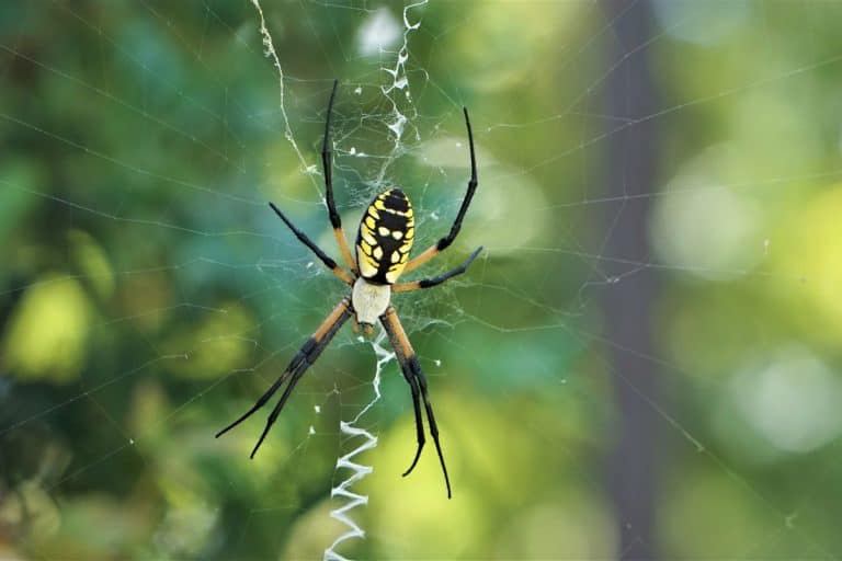 Black and yellow garden spider, When Do Garden Spider Eggs Hatch?