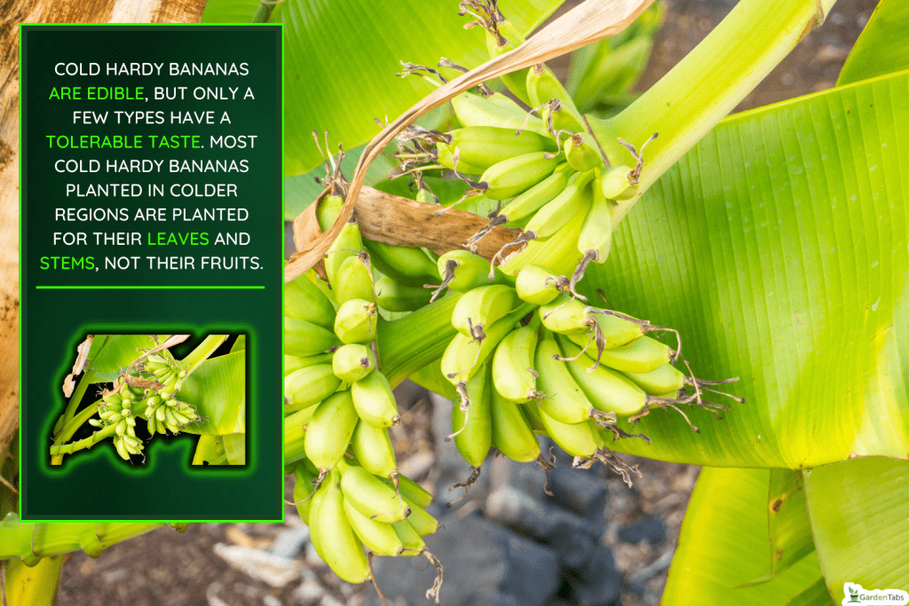 Blue Java banana is a hardy, cold tolerant banana cultivar known for its sweet aromatic fruit which is said to have an ice cream like consistency and flavor reminiscent of vanilla. - Are Cold Hardy Bananas Edible