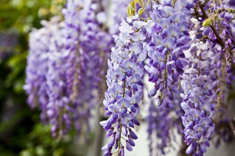 Blue-wisteria-in-spring-close-up-very-beautiful-purple-flowers, How To Know If Your Wisteria Is Dead