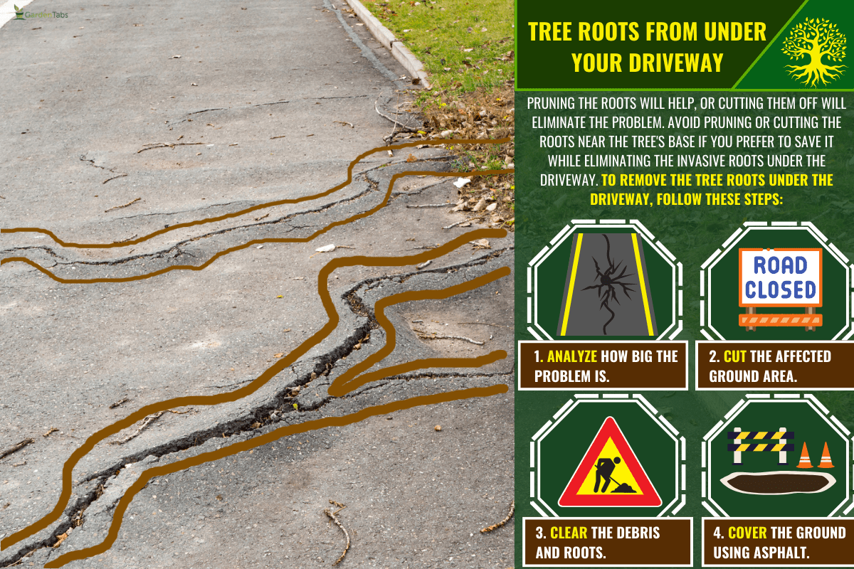 Broken footpath through a tree root, How To Remove Tree Roots From Under Your Driveway?